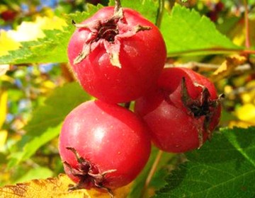 Лечебные свойства боярышника: средства из плодов и цвета