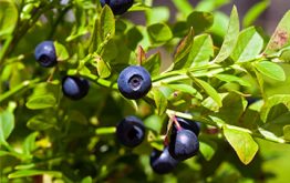 Лечебные свойства листьев черники: эффективное лекарство или просто ароматная добавка к чаю