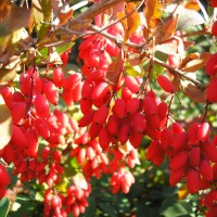 Ярко-алые удлинённые ягоды