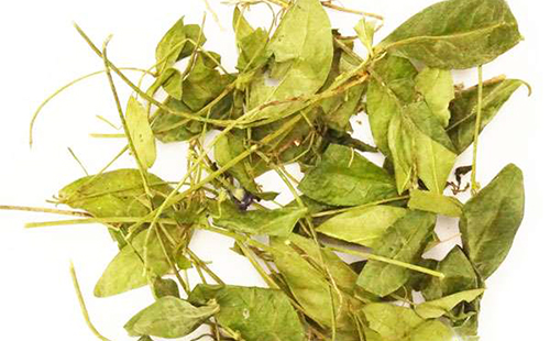 Сушёный лист травы барвинок