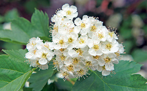 Нежные белые цветы боярышника