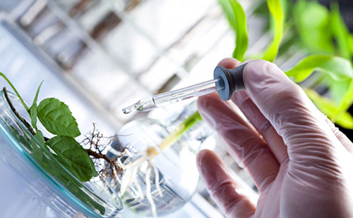 Анализ состава растения проводится в лаборатории