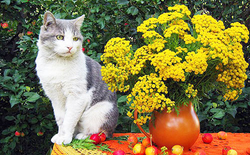 На столе разбросаны мелкие яблоки, сидит черно-белая кошка и стоит глиняный кувшин с жёлтыми цветами