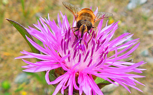 Пчёлы любят василёк луговой
