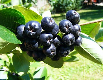 Лечебные свойства черноплодной рябины, польза и вред, рецепты приготовления