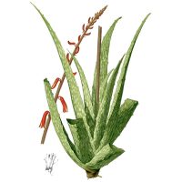 Подробный рисунок растения