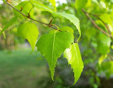 Березовые листья: польза, особенности приготовления и лечения в домашних условиях