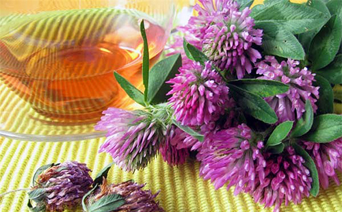 Чай из крупных цветов красноголовника