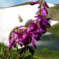 Цветок изгибается на фоне горы