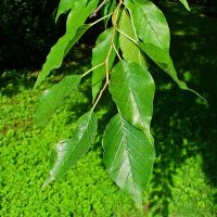 Листья красильной шелковицы