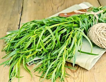 Полезные свойства тархун-травы: как готовить, применять в медицине и кулинарии