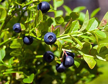 Лечебные свойства листьев черники: эффективное лекарство или просто ароматная добавка к чаю