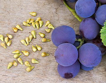 Полезные свойства виноградных косточек, и как приготовить из сырья экстракт и масло