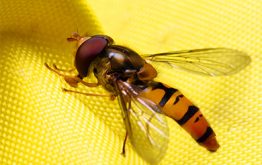 Укус осы, пчелы: первая помощь, и как отличить обычную реакцию от аллергической