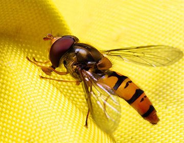 Укус осы, пчелы: первая помощь, и как отличить обычную реакцию от аллергической